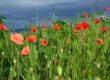 Poppy flower in the field.