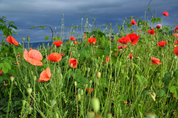 Poppy flower in the field.