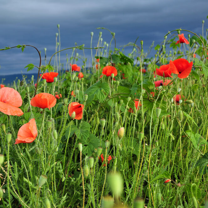 Poppy flower in the field.