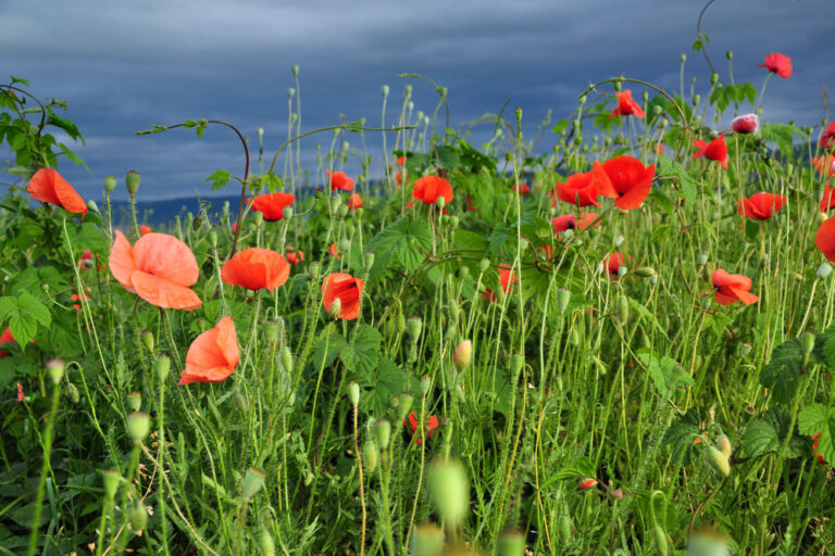 Poppy flower in the field.