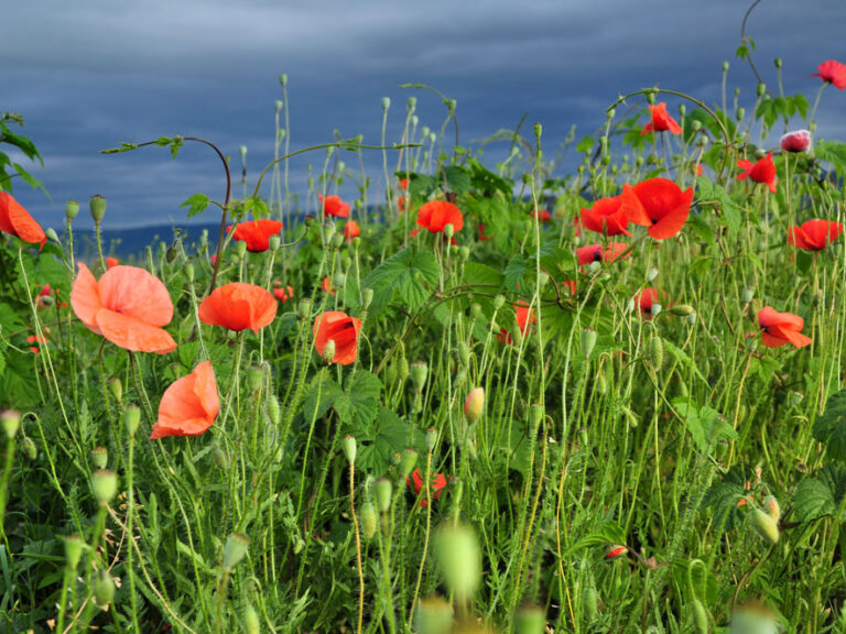Poppy flower in the field.